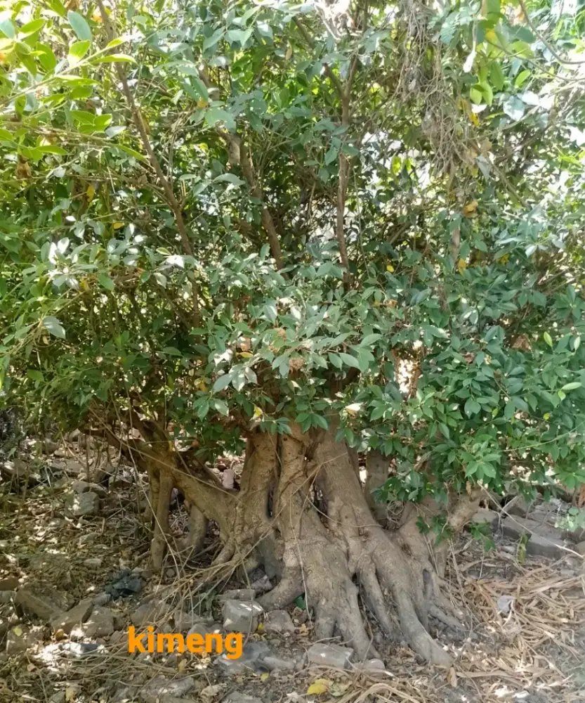 4 bahan bonsai super.jumbo