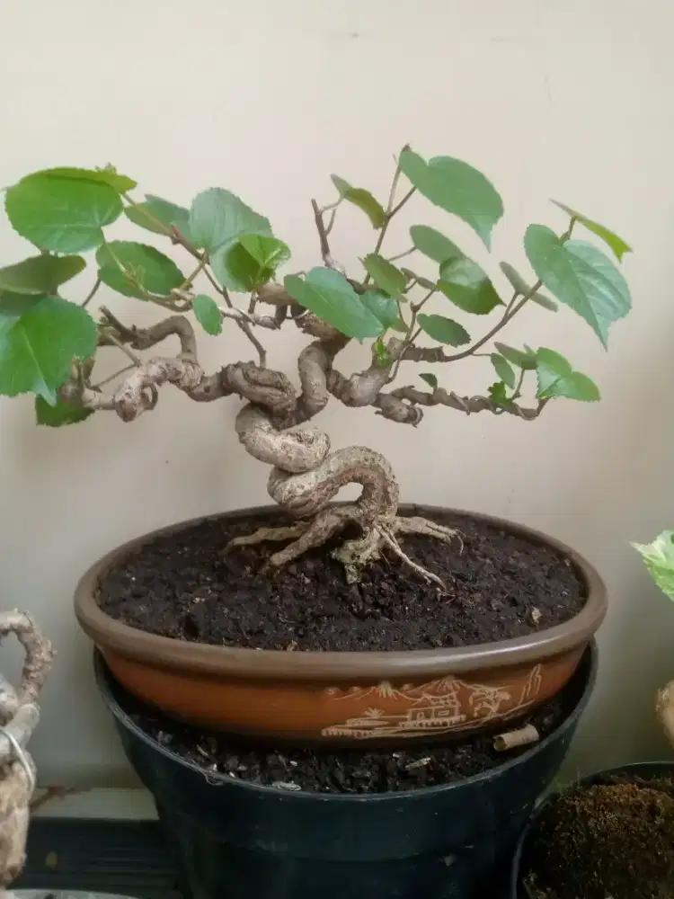 Tanaman bonsai waru merah