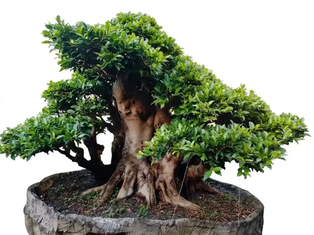 Bonsai elegan Large jumbo