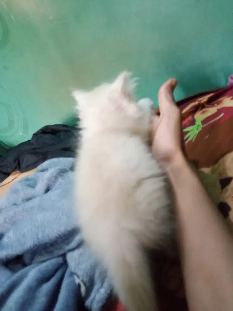 Kucing Persia kitten