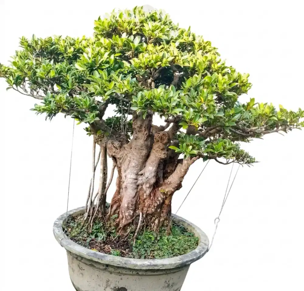 Bonsai elegan sangat tua