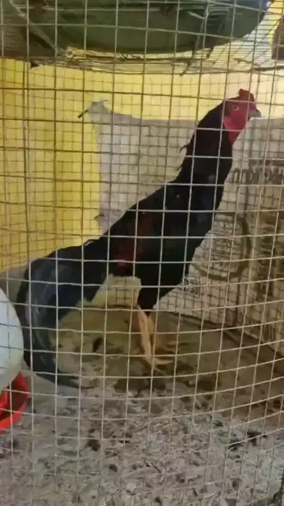 Ayam bangkok cocok untuk ambil bibit nya umur 8tahun