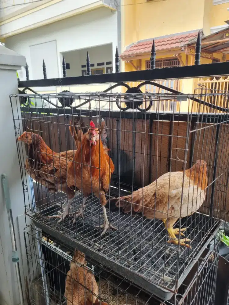 Ayam Elba Petelur paket 1Jantan & 2Betina