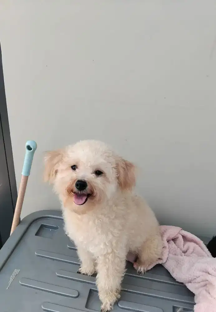 Poodle borong atau satuan