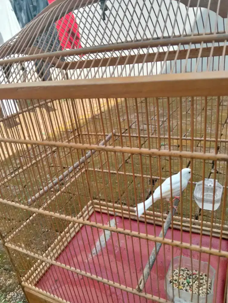 Kenari Putih Polos