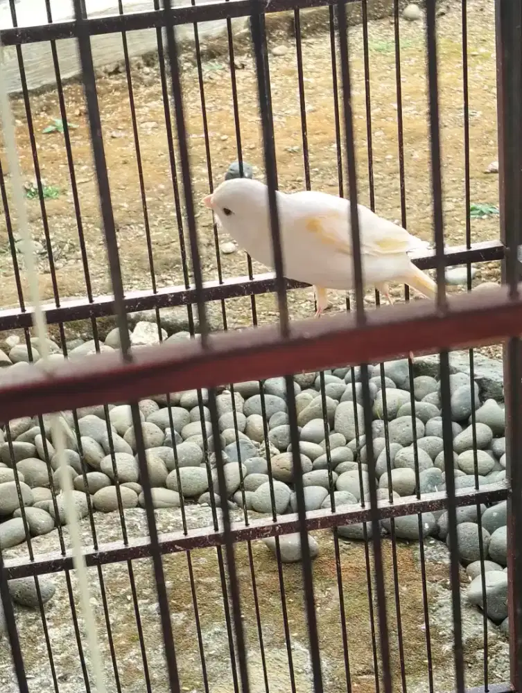 Kenari Putih Polos Gacor