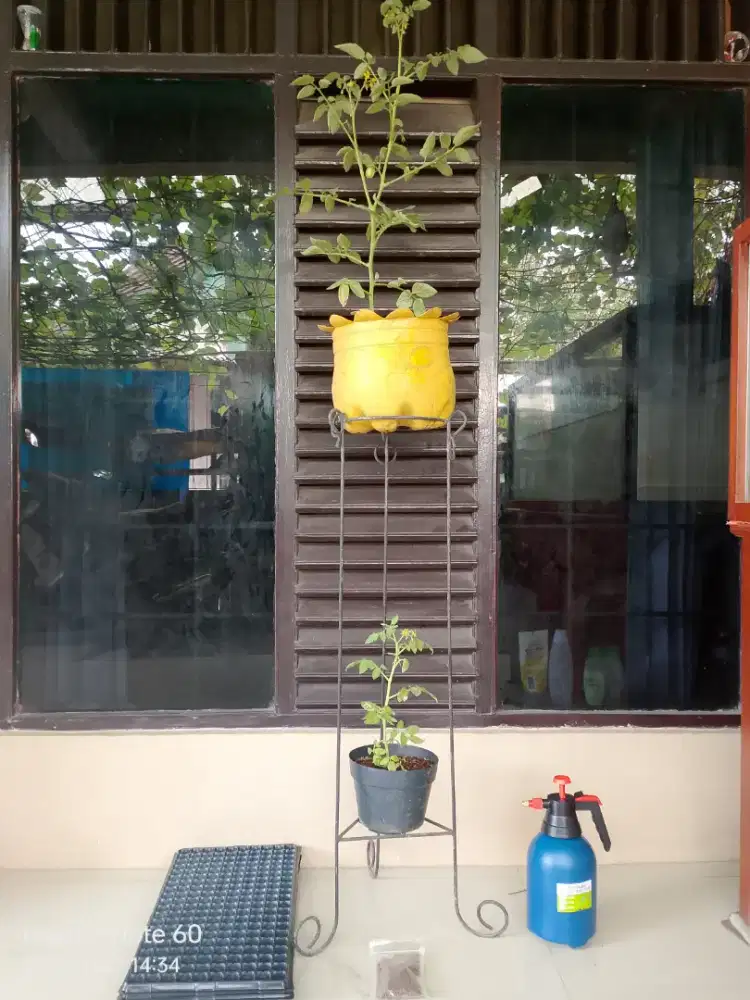 Tanaman , pot, rak, semprotan