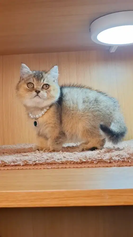 KUCING BSH BRITISH SHORTHAIR