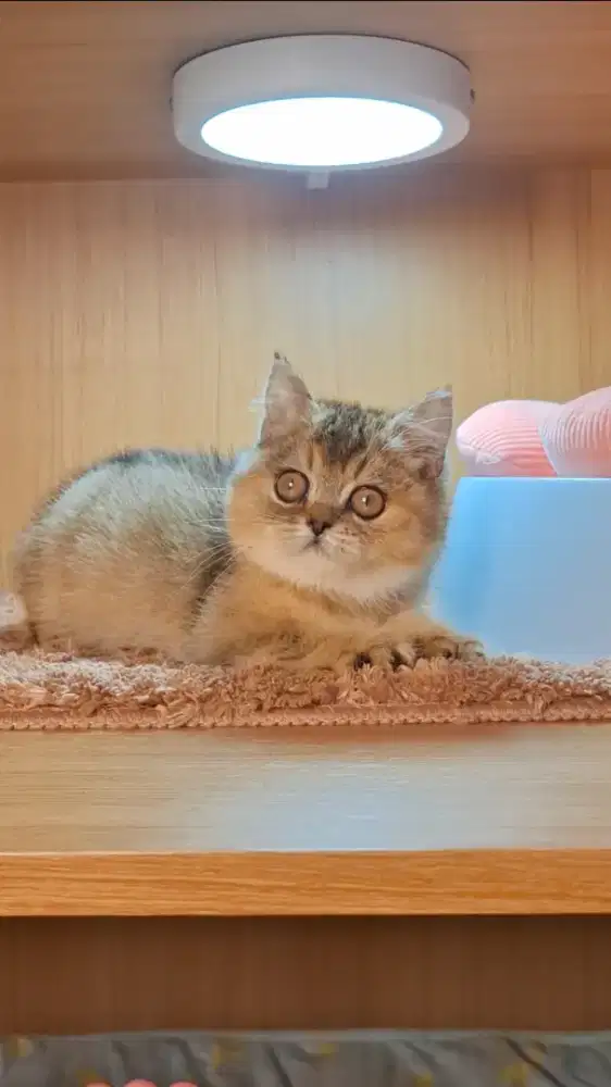 KUCING BSH BRITISH SHORTHAIR