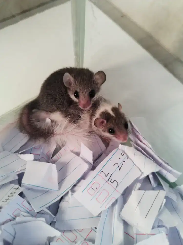 Dormice lucu hewan peliharaan