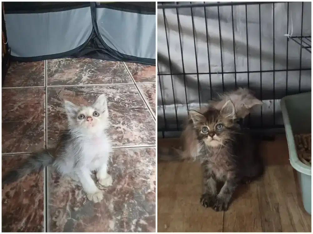 Kucing Anggora Dan Persia 2 ekor