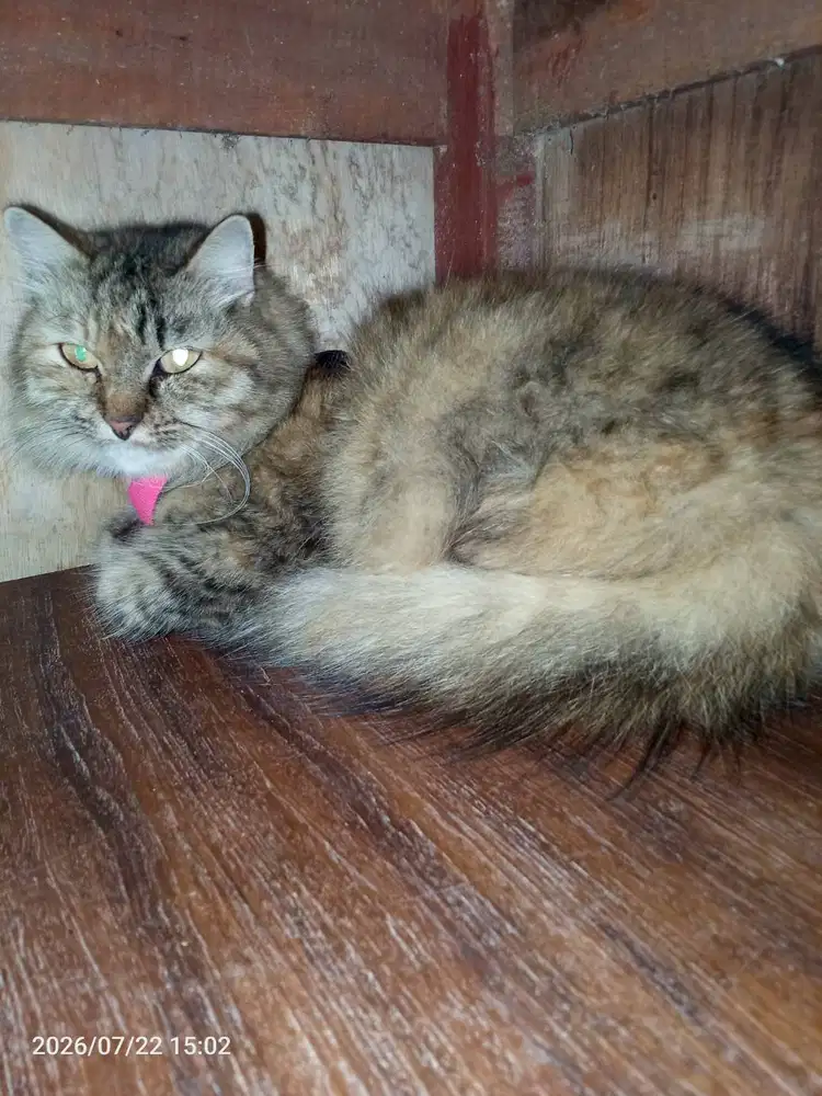 Jual Kucing Umur 12 Bulan Sehat dan Jinak Kucing Dewasa Bulu Tebal