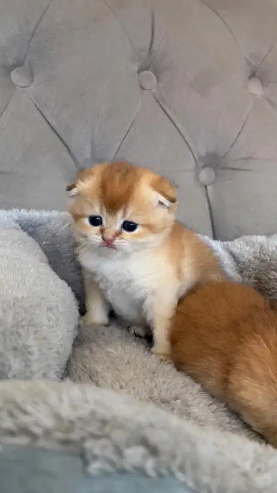 scottish fold betina kitten golden anak import