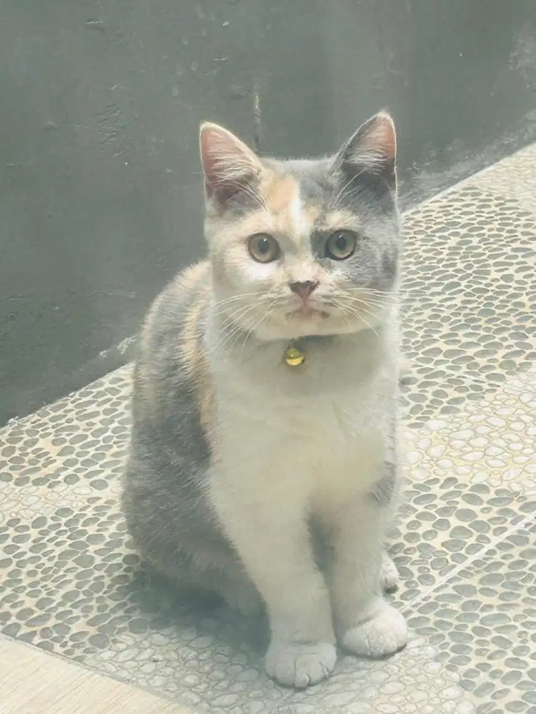Kucing british shorthair bsh british short hair