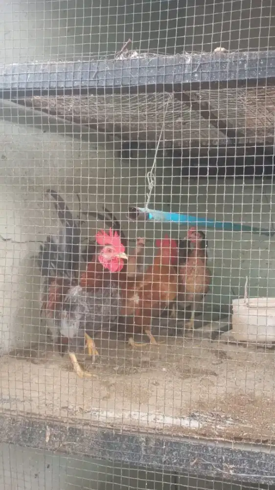 Ayam Kate Sepasang