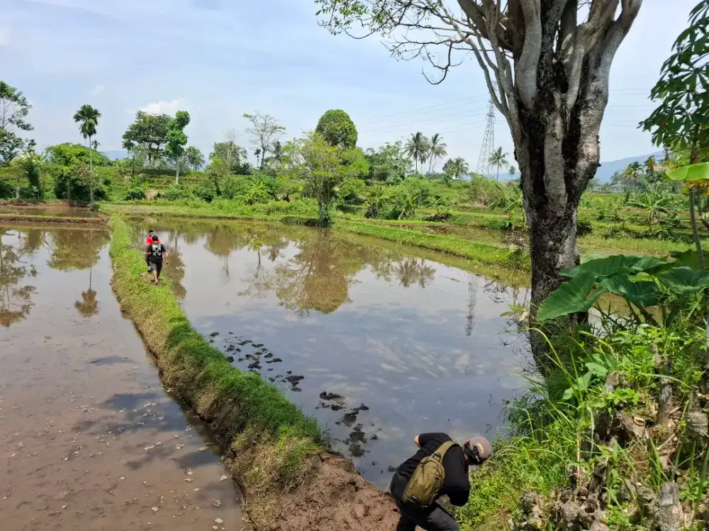 Di Jual Cepat Sawah Cianjur Jawa barat