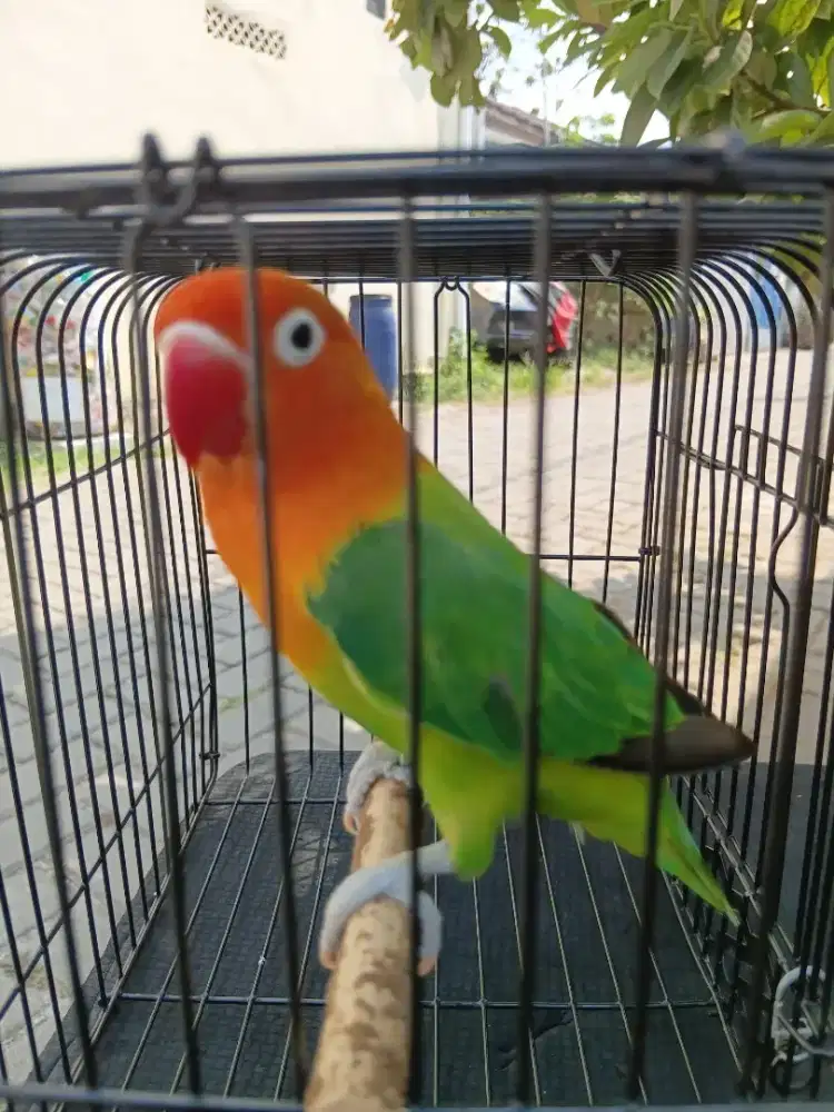 Burung Lovebird Biola Green Jantan.