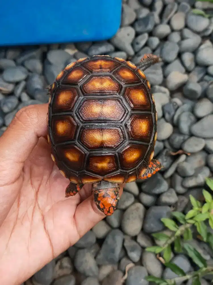 CH pedes 6,5cm - doyan pelet kuku lengkap