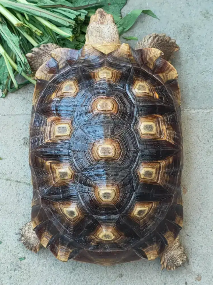 kura darat sulcata betina 35cm - sehat walafiat