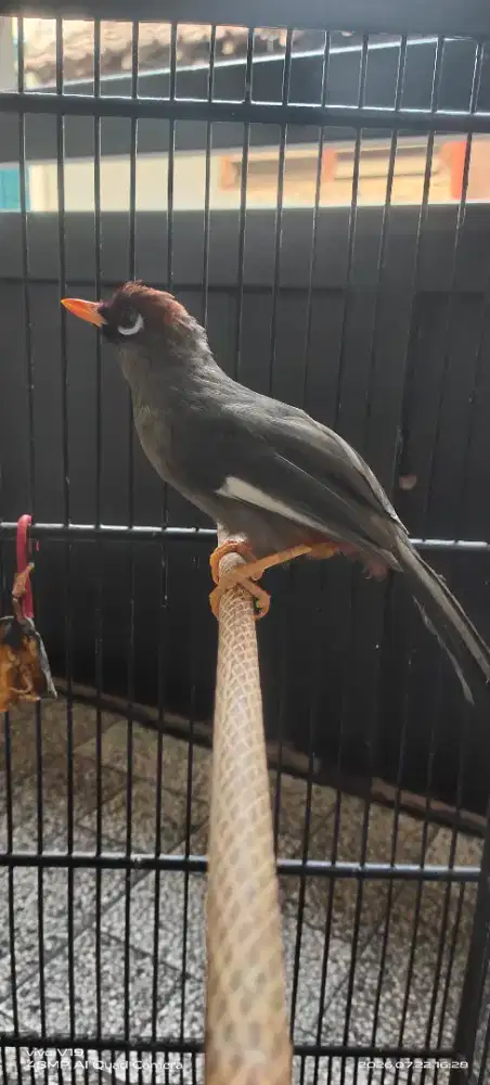 Burung poksay mandarin