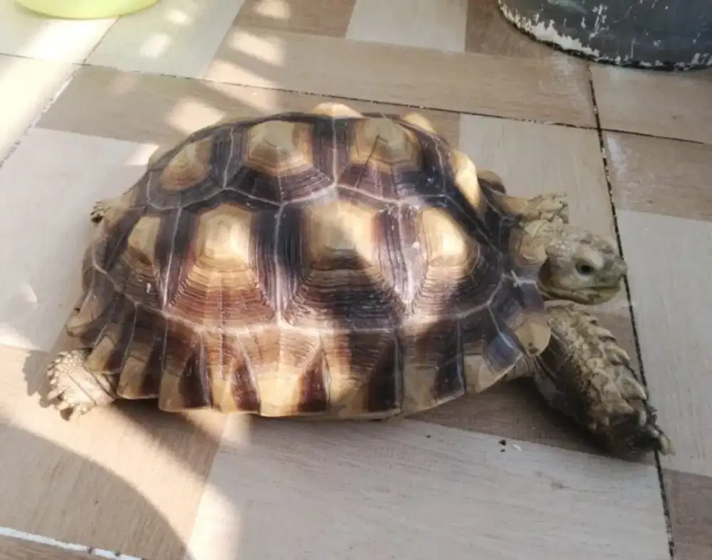 Kura kura  darat sulcata