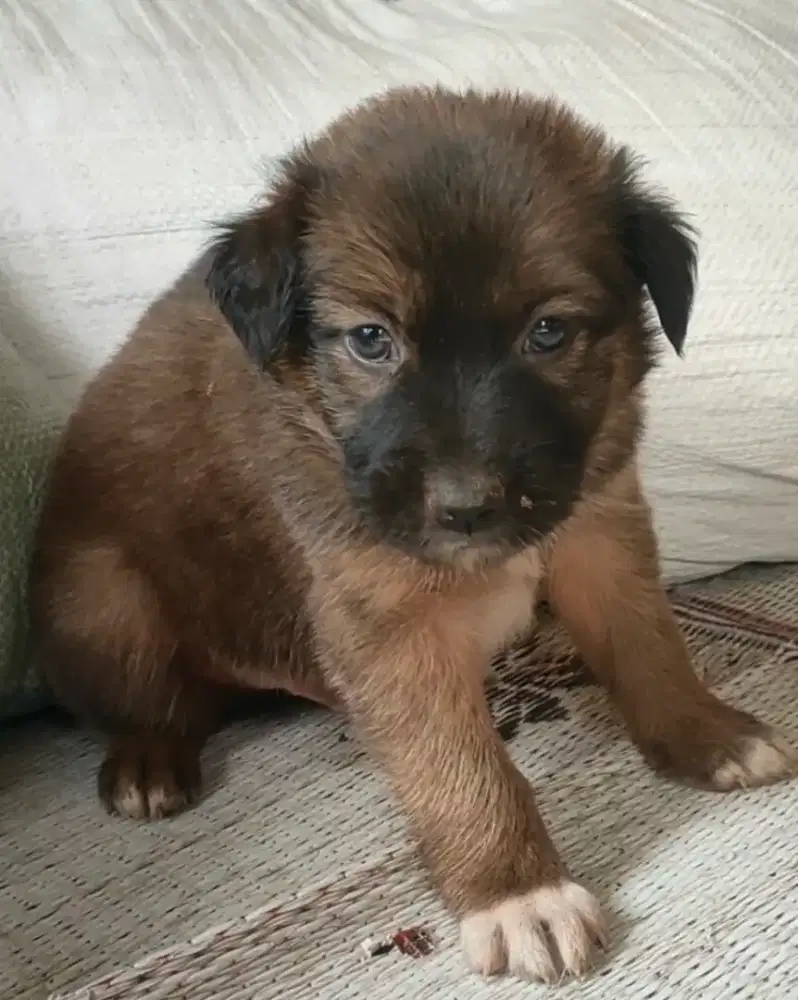 Mix malinois jantan