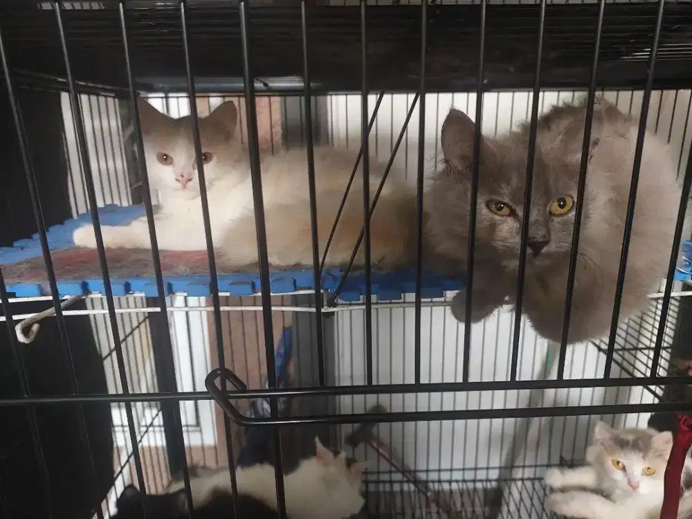 Kucing Persia imut