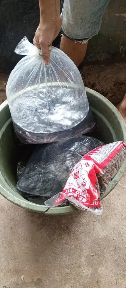 JUAL KOLAM IKAN BIOFLOK, BIBIT IKAN,DAN KONSUMSI LELE NILA