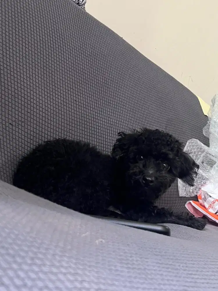 Anjing toy POODLE