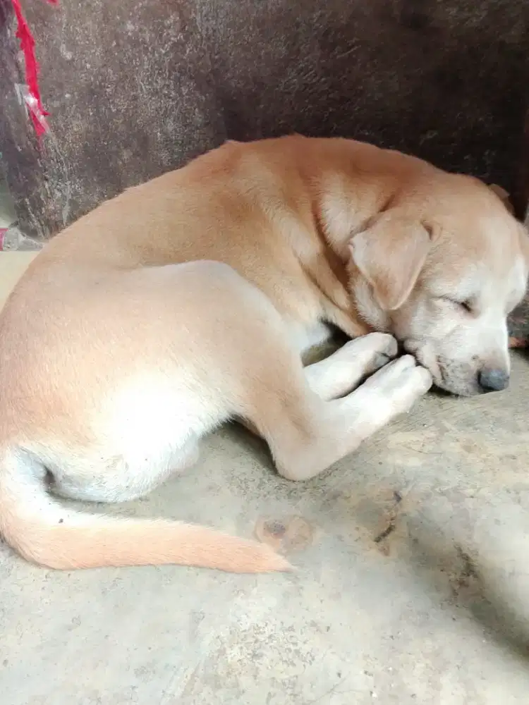 Jual Anak Anjing