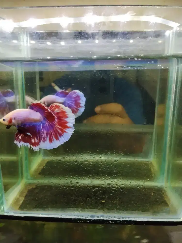 Cupang halfmoon