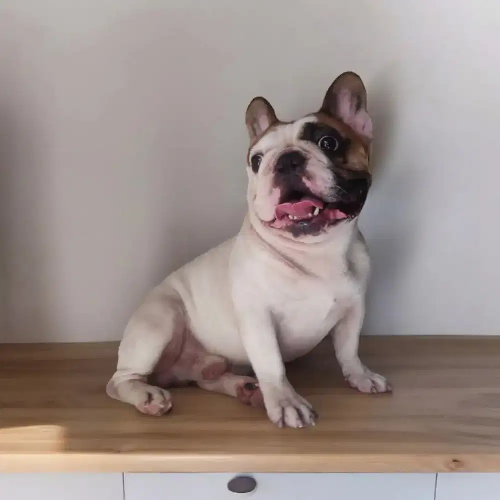 PEJANTAN FRENCH BULLDOG [JASA PACAK]
