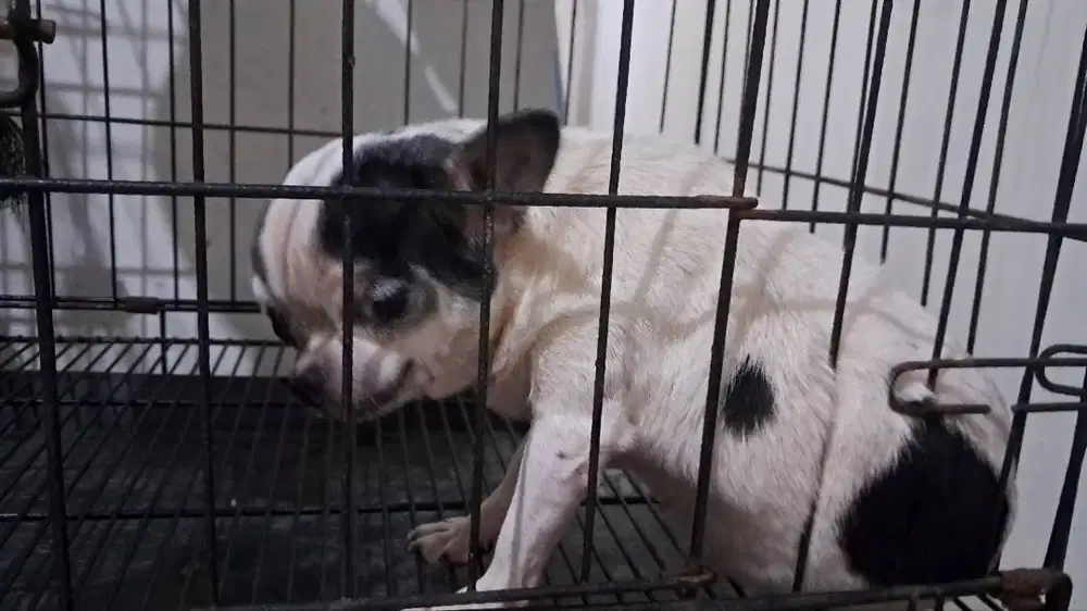 OPEN ADOPSI semi hibah Chihuahua 1y F