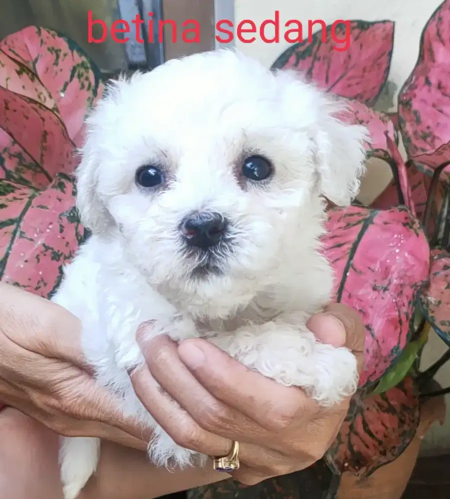 DI JUAL MURAH BICHON FRISE BETINA STAMBUM VAKSIN KUALITAS BAGUS