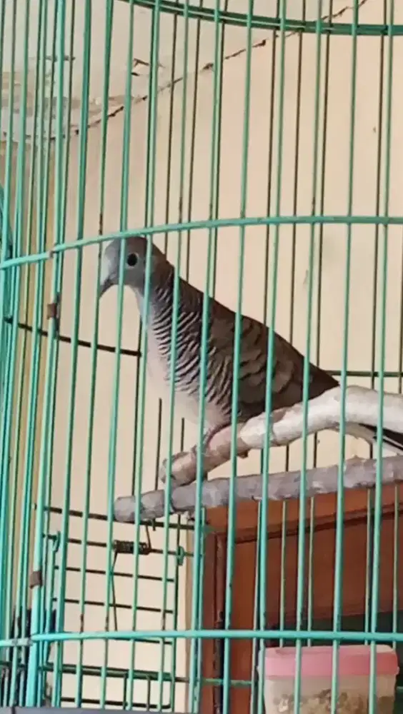 PERKUTUT LOKAL SUARA BESAR