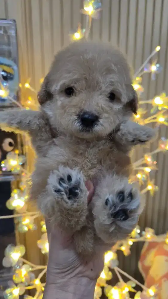 Tiny Poodle apricot jantan