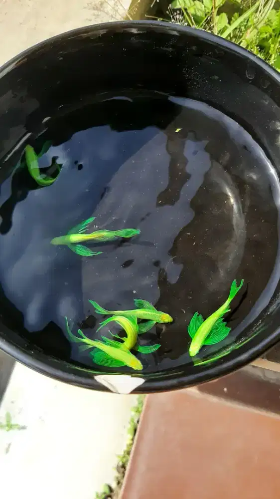 Ikan Hias Akuarium, Kolam dan Tanaman Apung