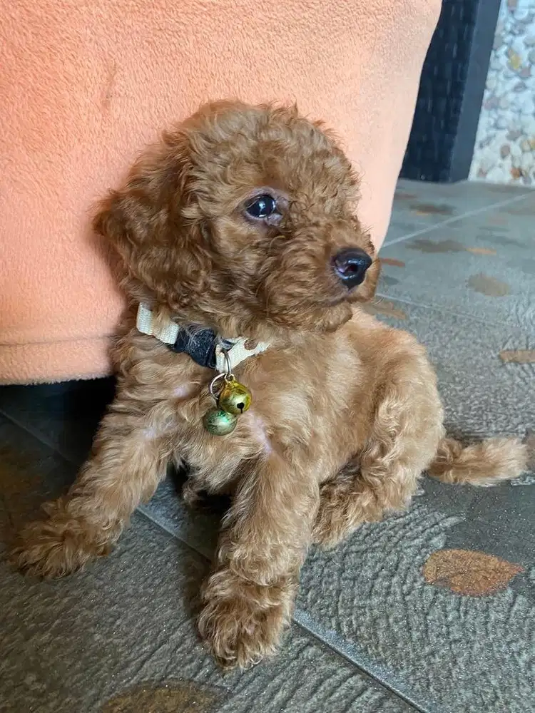 Anak anjing phoodle
