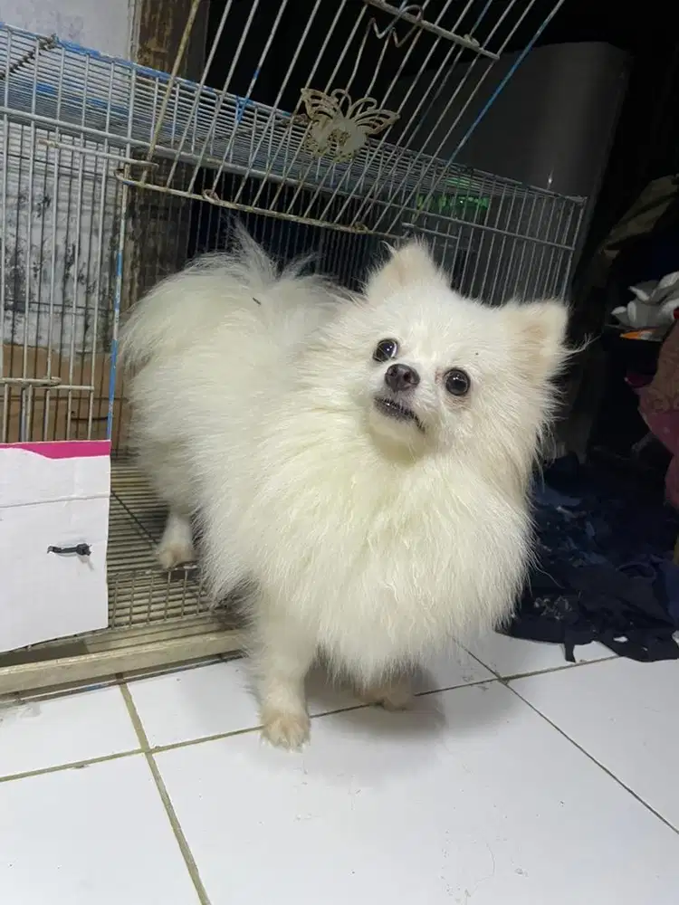 Minipom  Betina