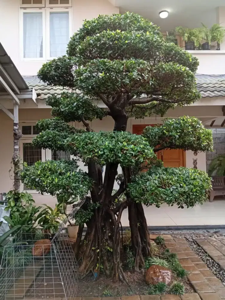Pohon Bonsai/Niwaki Beringin Tua Karakter Istimewa