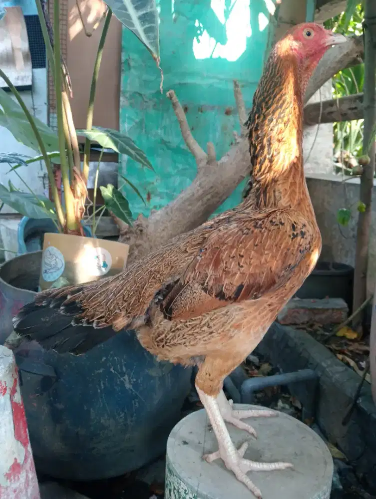 Ayam.bk betina body bsar