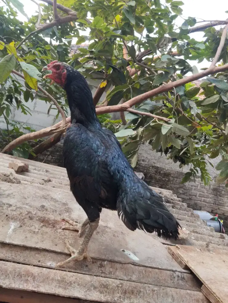 Dijual Biang Ukuran Besar Koyngon