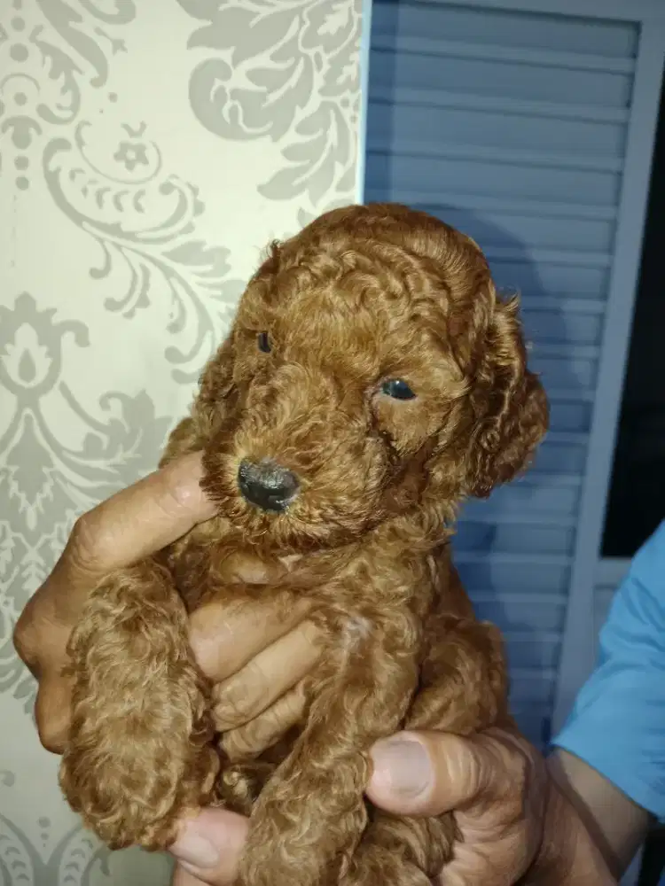 Red toy poodle puppies