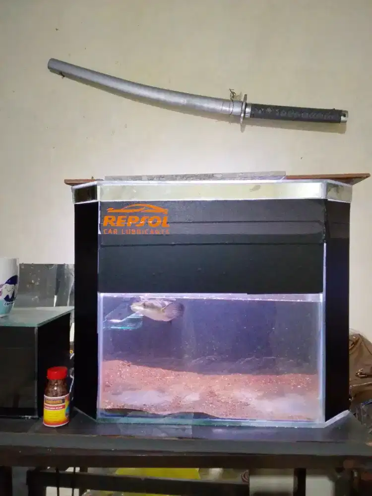 Ikan channa maru yellow sentarum ukuran 20cm