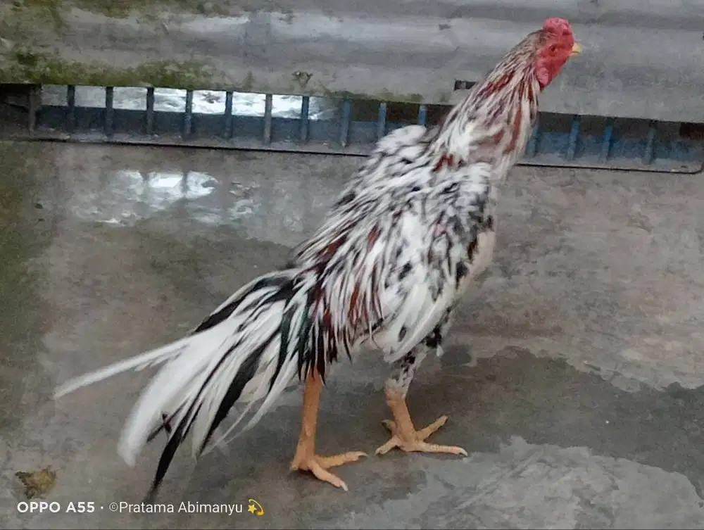 Ayam Bangkok Purworejo
