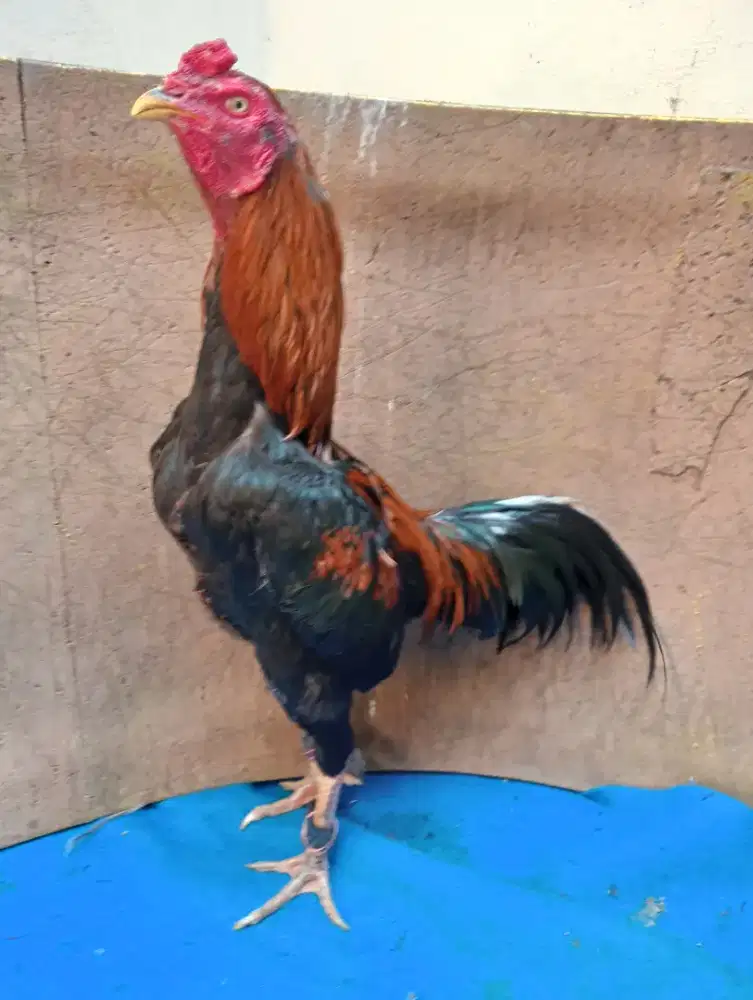 Ayam Bangkok ukuran 5 Wiring ekor putih