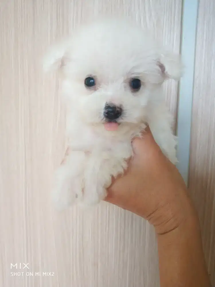 Mini Bichonfrise Jantan