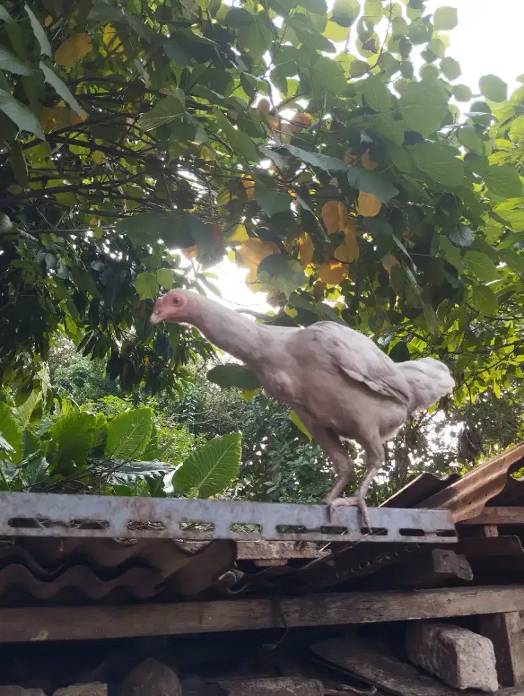 Dijual Ayam Betina Blesteran Bangkok Kampung