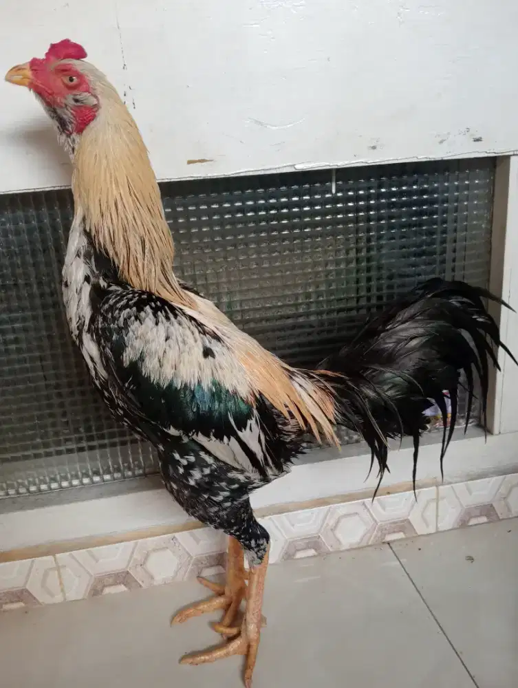Ayam Mangon bk ukuran 4,5-5