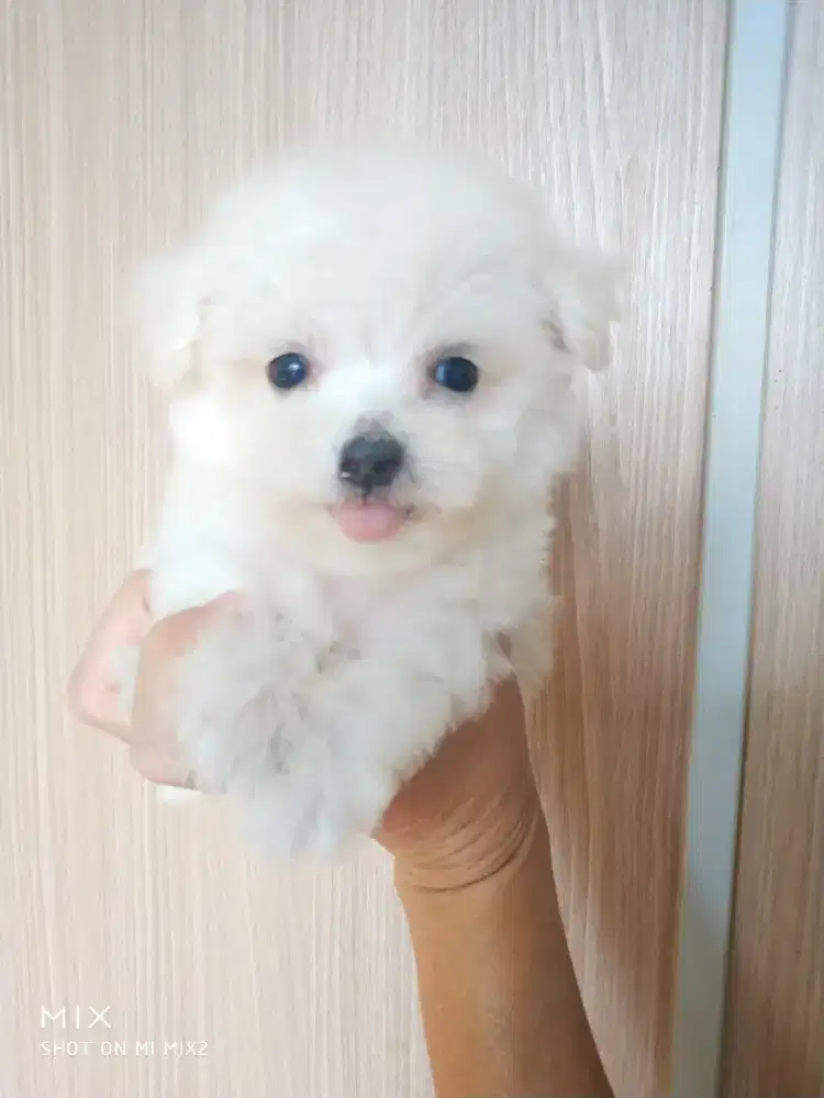 Mini Bichonfrise Betina